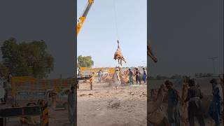 Camel loading in truck ytshorts camelloading cameltransport cameltruck camelmarket shorts [upl. by Decato]