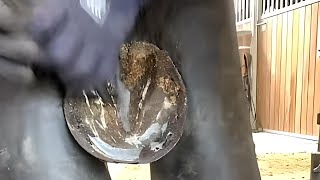 Best Way to Clean Horse Hooves  Pro Tips for Healthy Hooves [upl. by Nnayllek]