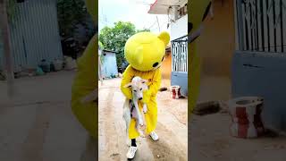 Teddy bear vs dog full funny 🤣🤣 youtubeshorts viralvideo [upl. by Kenwood855]