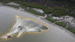 BRISBANE RIVER BULL SHARK [upl. by Essirehs]