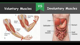 SCIENCE 4 VOLUNTARY AND INVOLUNTARY MUSCLES [upl. by Erdnael]