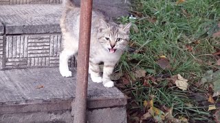 Abandoned kittens first feast 15 MINUTES NON STOP EATING [upl. by Rogergcam]