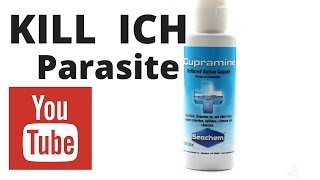 kill ich with cupramine  how to dose cupramine  rotter tube reef [upl. by Odareg255]