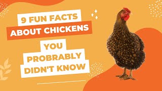 9 fun facts about chickens that you probably didnt know [upl. by Yslek]