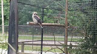 Cleveland Metroparks Zoo animals lay eggs [upl. by Ynobe]