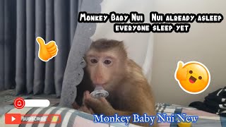 Monkey Baby Nui Nui again at home to play with his father [upl. by Rodoeht]