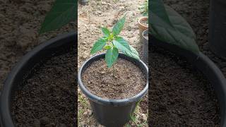 How to Grow Chilli Plants at Home [upl. by Ataliah588]