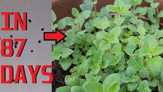 How to grow Oregano Greek Oregano [upl. by Aryk]