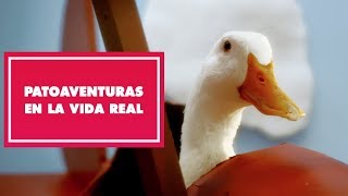 Patoaventuras en la Vida Real  Oh My Disney [upl. by Malo]