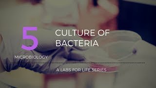 Culture of Bacteria [upl. by Dinerman]