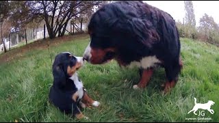 😍 Le Bouvier Bernois un chien affectueux et cajoleur avec les bébés des autres ❤️ [upl. by Sixel201]