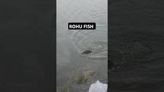 ROHU FISH CATCHING fishing rohufishing shorts [upl. by Sillsby]