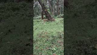 Deers Fighting  Nagarahole [upl. by Aivan]