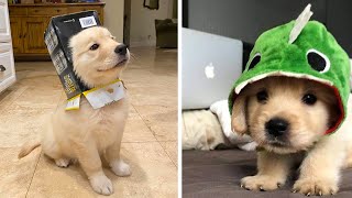 Funny and Cute golden retriever Puppies Compilation 2 Cutest Golden Puppy 2020 [upl. by Casilda71]