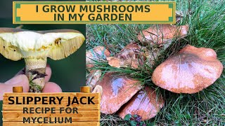 ENG How to sow forest mushrooms in the garden Slippery jack recipe for mycelium mushrooms [upl. by Inattyrb]