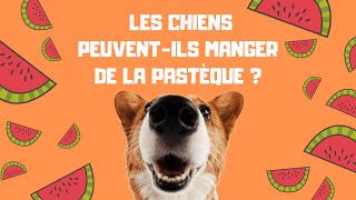 Les Chiens Peuventils Manger De La Pastèque Oui Et Non 🍉 [upl. by Kermy131]