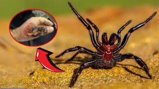 TOP 10 Most Venomous Spiders in the World [upl. by Hillery139]