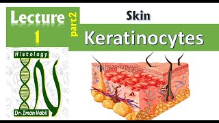 1b Histology of the epidermis part2Keratinocytes and epidermal layers Skin [upl. by Luar]