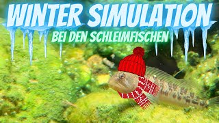 Winterruhe im Schleimfisch Biotop Aquarium simulieren amp Update [upl. by Ahseikan351]