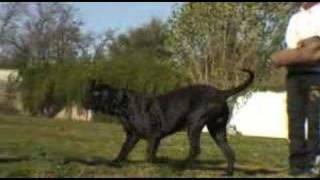 cane corso addestramento [upl. by Viglione]