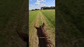 No zoomies or buckaroos today Max horse horses horseriding equestrian equine gopro [upl. by Solracsiul]