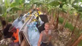 GOPRO Banana Farm  Innisfail Australia [upl. by Loredo667]