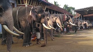 Tripunithura Vrischikolsavam Elephants LIVE [upl. by Ennelram]