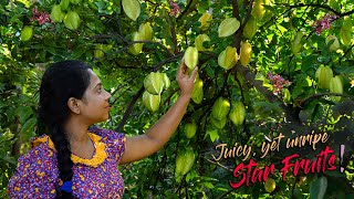 Juicy yet unripe Star fruits was the quotStarquot of our well prepared lunch table  Traditional Me [upl. by Ennail]