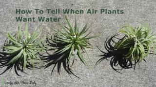 How to Tell When Air Plants Want Water [upl. by Suravat]