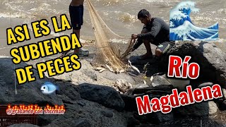 ASI ES LA SUBIENDA DE PECES EN EL RIO MAGDALENAASI SON LAS TÉCNICAS DE PESCAR Y SUS HERRAMIENTAS P1 [upl. by Naylor]