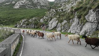 4K  Lagos de Covadonga Morning ride  Indoor Cycling Training [upl. by Scheider]