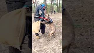 🔥Cane Corso Attack dogtrainingNG Guard Dog Training Ukraine 2024 [upl. by Naynek]