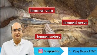 Gross anatomy of Thigh  Nerve  Artery amp Vain anatomy mbbsstudent fmge [upl. by Anner919]