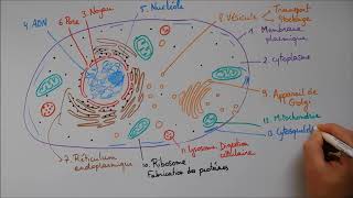 Structure cellulaire 2  ribosome lysosome mitochondrie cytosquelette centrosome [upl. by Anialad857]