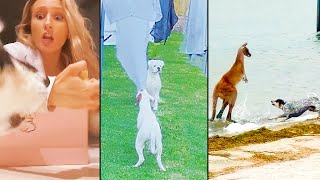 Ozzy Man Reviews Dogs Being Dodgy [upl. by Daphie]