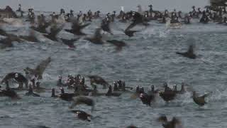 Surf Scoter Mayhem [upl. by Harris406]