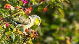 Pacific Parrotlet · Perico Esmeralda  4k [upl. by Yunfei]