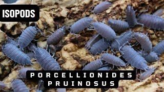 Powder Blue Isopods  Porcellionides Pruinosus  Isopod Care Guide and Behavior Insights [upl. by Nosnehpets]