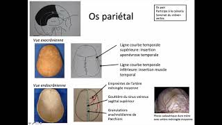 Os pariétal [upl. by Nitreb]