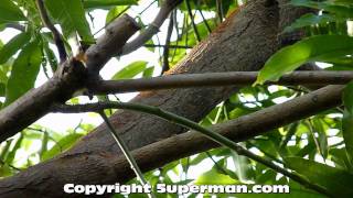 Large Ants in Tree in Philippines [upl. by Eeima]