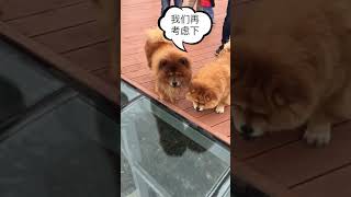 Funniest amp Cutest Chow Chow Puppies short Funny Chow Chow Puppy Videos 140 [upl. by Keyes]