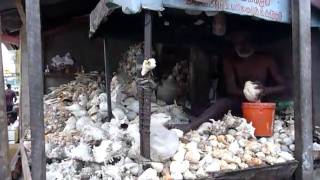 Sri Lankaශ්‍රී ලංකාCeylon ConchShell Trader at a Colombo MarketSeasnailMollusks [upl. by Emerson]