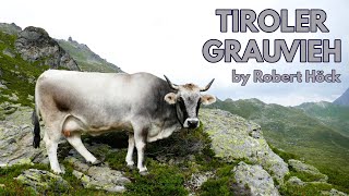 Wissenswertes über das Tiroler Grauvieh  Tyrolean Grey Cattle  Razza Grigio Alpino Tirolese Höck [upl. by Lirret967]