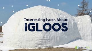 Interesting Facts About Igloos [upl. by Eiralav]