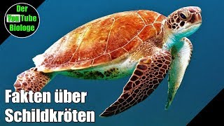 Meeresschildkröten Riesenschildkröten und mehr [upl. by Nevil]