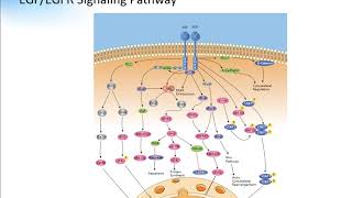 EGF EGFR Signaling Pathway Creative Diagnostics [upl. by Grosz]