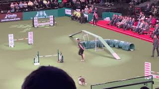 Chris Kerton  Wales  at Agility international final’s competition Crufts 2033 [upl. by Ltihcox167]