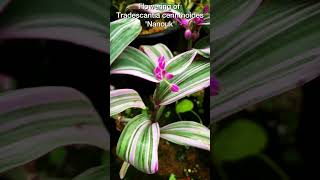 Tradescantia cerinthoides Nanouk plants tradiscantia flowering MusicBthere4u by Jeff Kaale [upl. by Pyotr5]