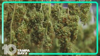 Amendment 3 Florida’s recreational marijuana measure projected to fail [upl. by Klinger]