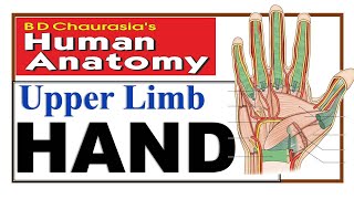 Chp9  HAND  Upper Limb  BD Chaurasia  Dr Asif Lectures [upl. by Emmi]